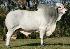 Raca: brahman (corte) rgd: brah 5